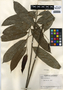 Annona reticulata L., Guatemala, J. A. Steyermark 49215, F